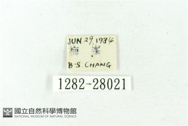 赭新污燈蛾藏品圖，第3張