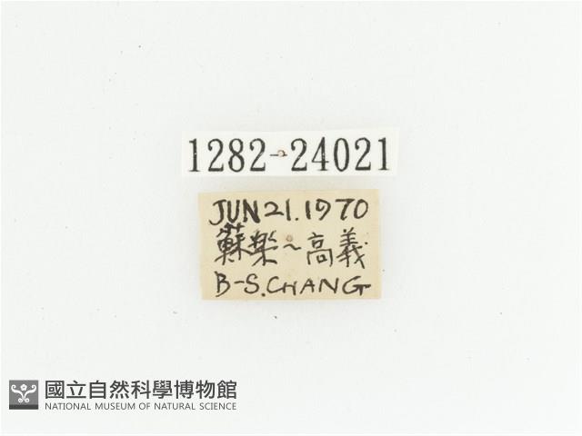 黃斑陷紋金龜藏品圖，第2張