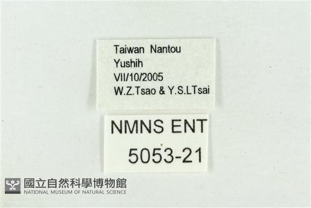 阿里山鐵灰蝶藏品圖，第3張
