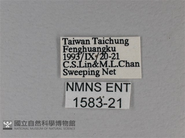 白裳貓蛺蝶藏品圖，第3張