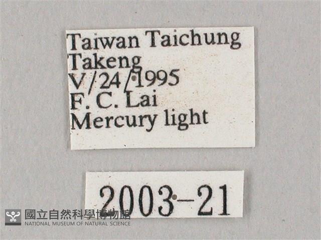 白點天蛾 藏品圖，第3張