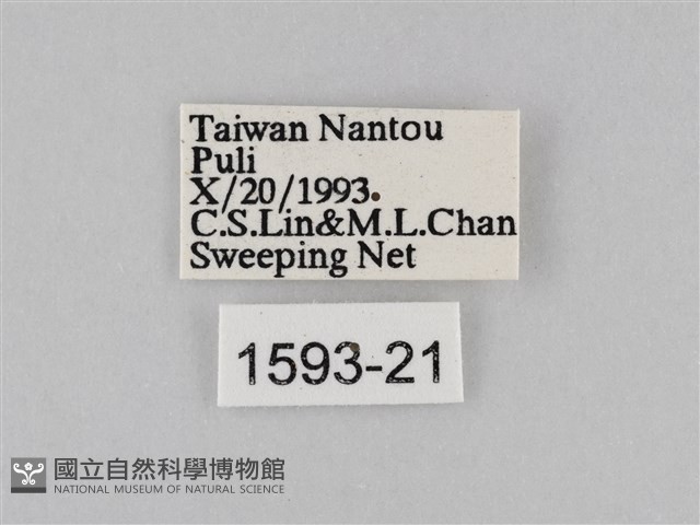 豆環蛺蝶藏品圖，第3張