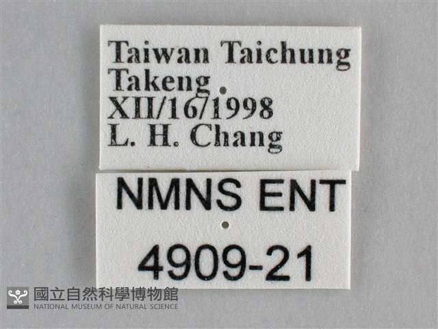 纖粉蝶、黑點粉蝶藏品圖，第3張