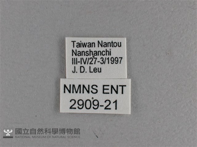 小雙尾蛺蝶藏品圖，第3張