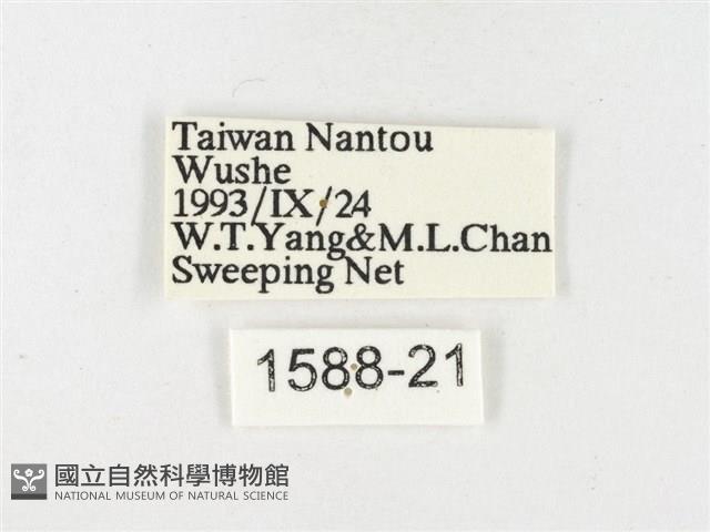 島嶼黃蝶、江崎黃蝶藏品圖，第3張