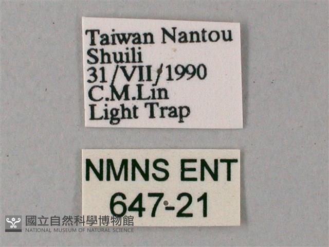 藏斜紋天蛾藏品圖，第3張