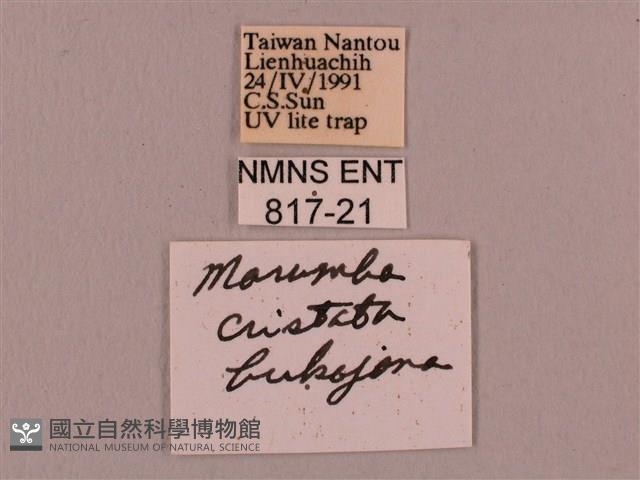 直翅六點天蛾藏品圖，第3張