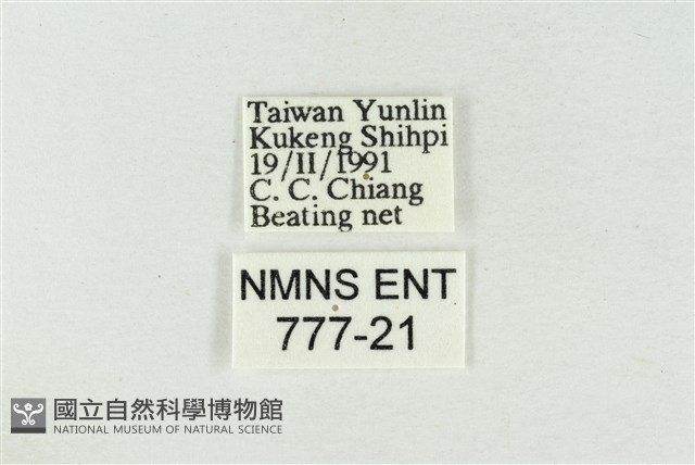 印華波紋蛾藏品圖，第3張