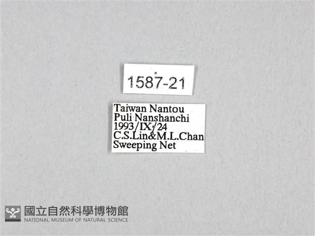 木蘭青鳳蝶藏品圖，第3張