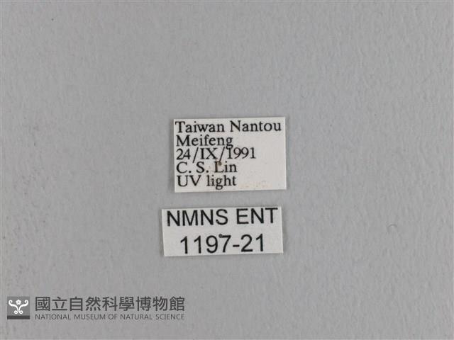 波紋枯葉蛾藏品圖，第3張