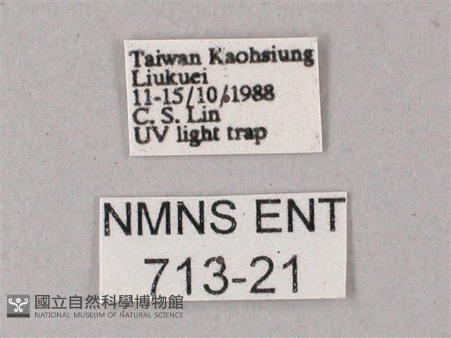 直翅斜紋天蛾藏品圖，第3張