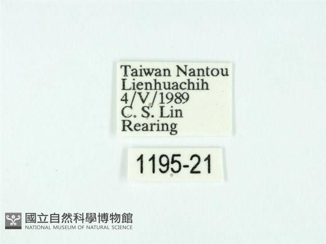 黃肩奇蛾藏品圖，第3張