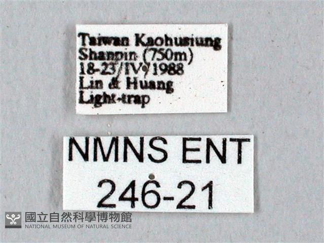 鬼臉天蛾藏品圖，第3張