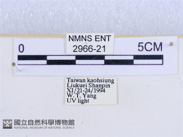 閃光苔蛾藏品圖，第3張