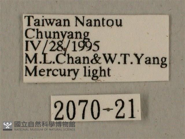 全緣缺角天蛾藏品圖，第3張