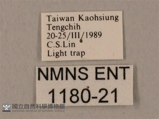 裂斑鷹翅天蛾藏品圖，第3張