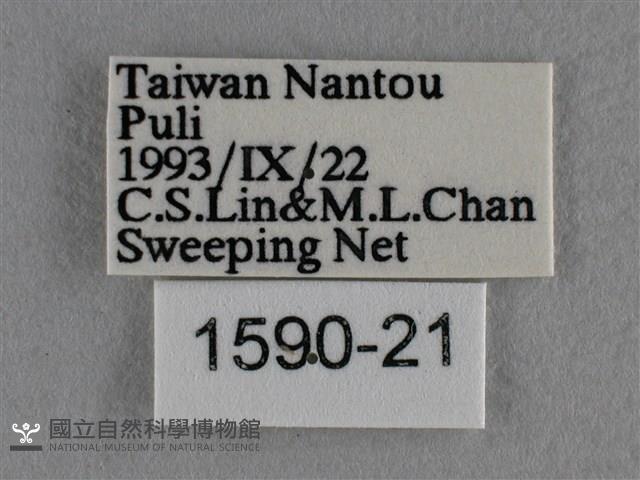 波灰蝶藏品圖，第3張