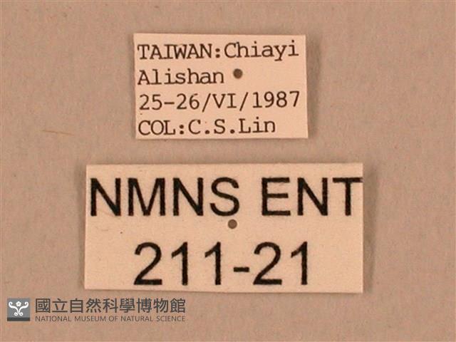 棕綠背線天蛾藏品圖，第3張