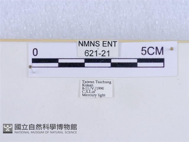 巨網燈蛾藏品圖，第3張