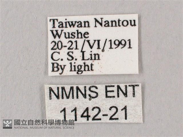 桃紅六點天蛾藏品圖，第3張