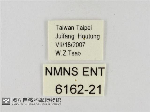 巨褐弄蝶藏品圖，第3張