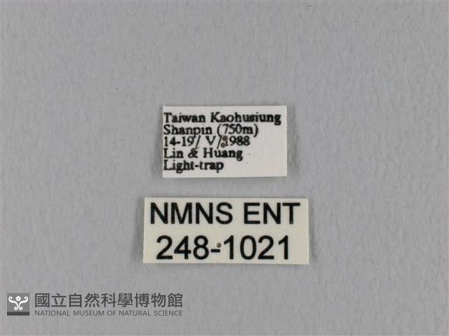 鋸緣枯葉蛾藏品圖，第3張