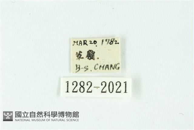 三條橙燈蛾藏品圖，第3張