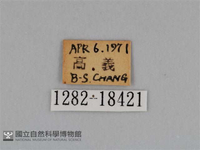 圓翅鉤粉蝶藏品圖，第3張