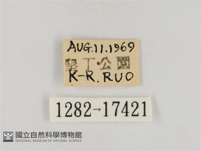 淡褐脈粉蝶藏品圖，第3張