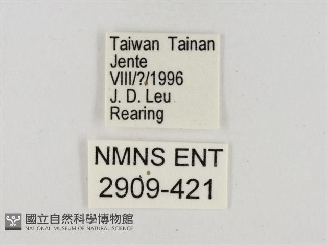 淡褐脈粉蝶藏品圖，第3張