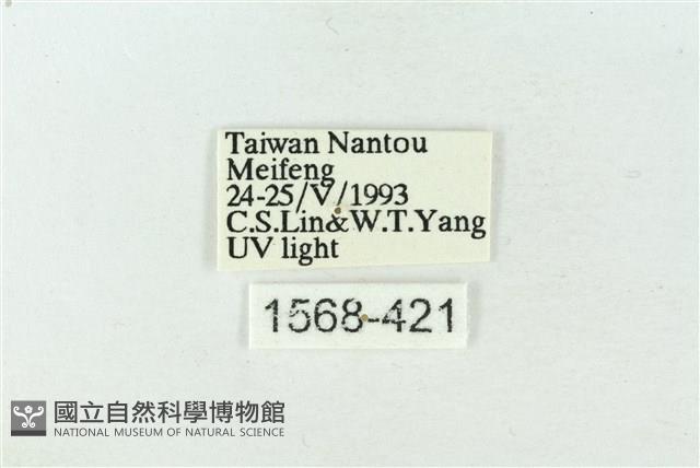 連珠波紋蛾藏品圖，第3張