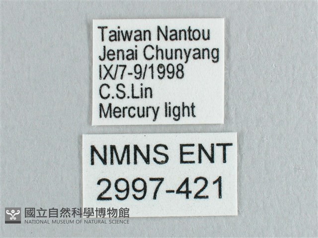 彎黑黃鉤蛾藏品圖，第3張