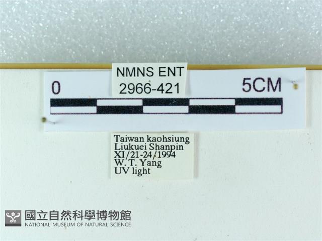 粉蝶燈蛾藏品圖，第3張