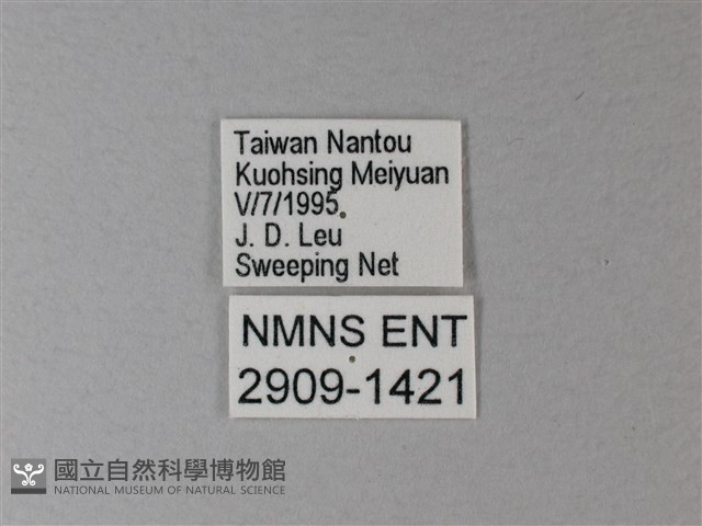苧麻細蝶藏品圖，第3張