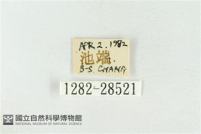 連珠波紋蛾藏品圖，第3張