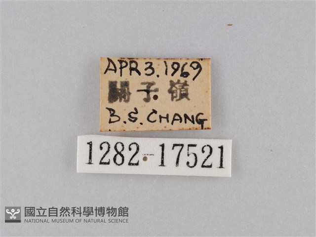 淡紋青斑蝶藏品圖，第3張