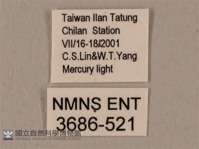 半緣缺角天蛾藏品圖，第3張