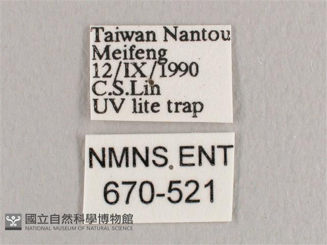 銀端帶鉤蛾藏品圖，第3張