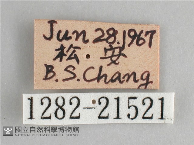 臺灣黛眼蝶藏品圖，第3張