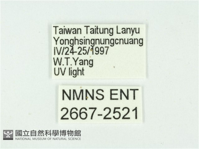 叉紋閃舞蛾藏品圖，第3張