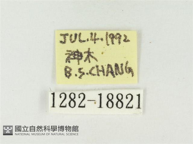 大紫琉灰蝶藏品圖，第3張