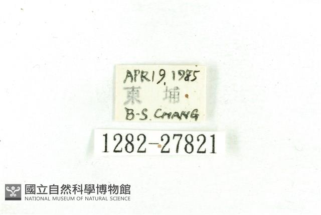 乳白斑燈蛾藏品圖，第3張