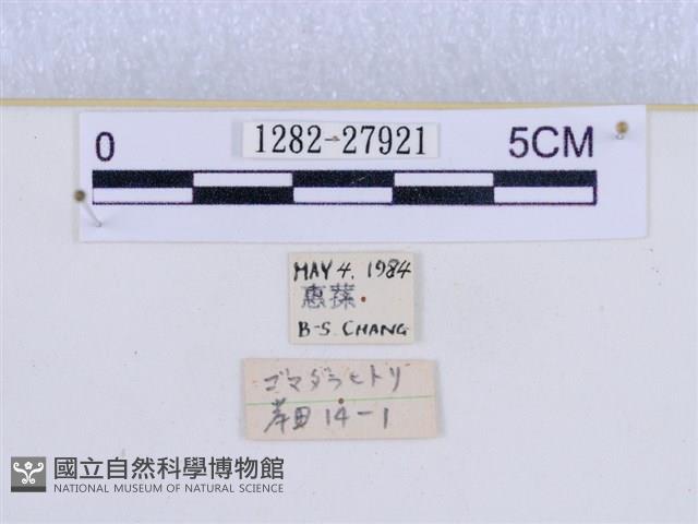 巨網燈蛾藏品圖，第3張