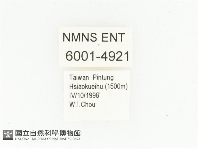 艷邊花金龜藏品圖，第2張