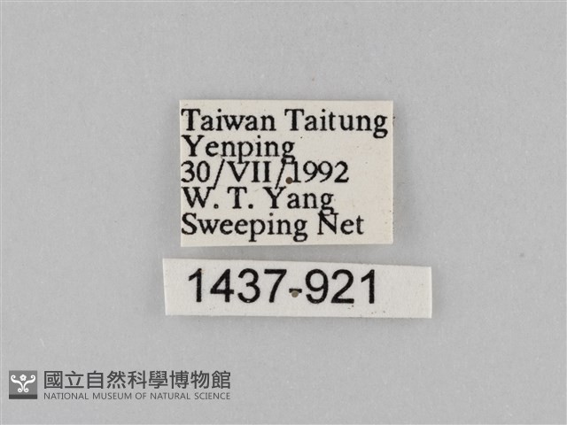 雙標紫斑蝶藏品圖，第3張