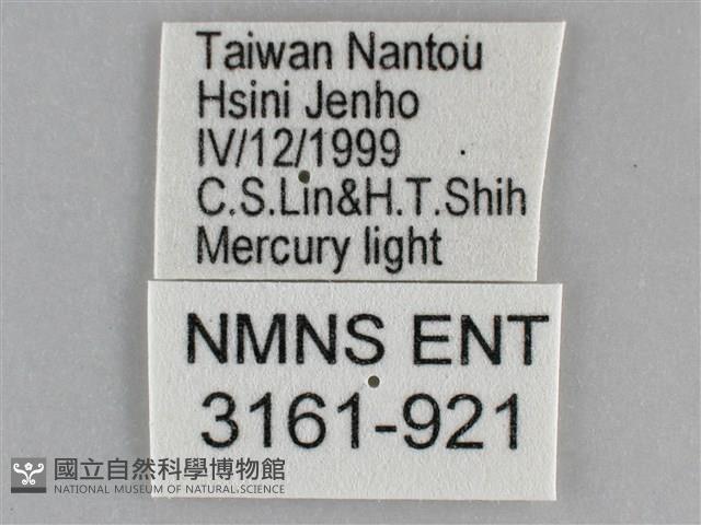 扁刺蛾藏品圖，第3張