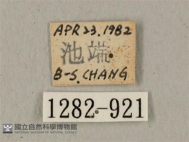 全緣缺角天蛾藏品圖，第3張