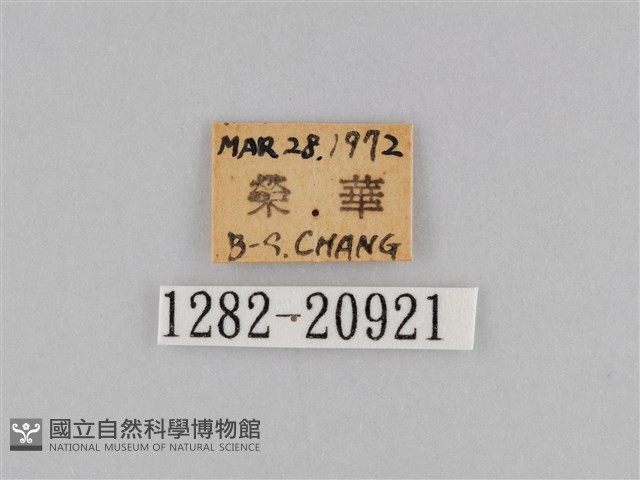 密紋波眼蝶藏品圖，第3張