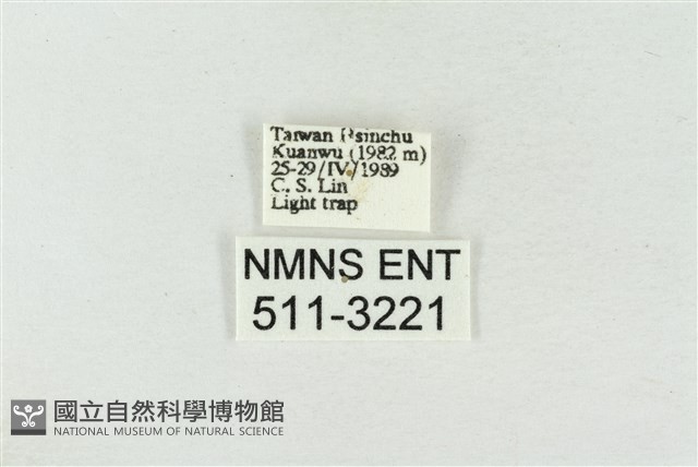 印華波紋蛾藏品圖，第3張