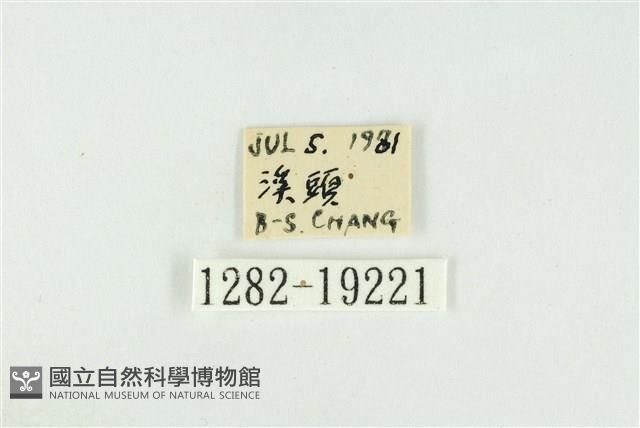 黑翅黃毒蛾藏品圖，第3張